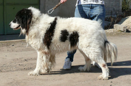 KaramanTopo 13