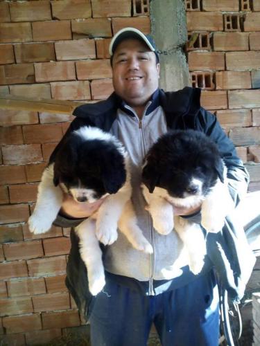 26196212 1635316649862528 5839756960434500725 n